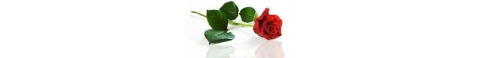 rose rose
