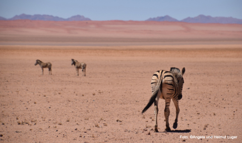 KG_A1770K_Südliches Afrika.jpg KG_A1770K_Südliches Afrika.jpg