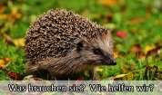 igel