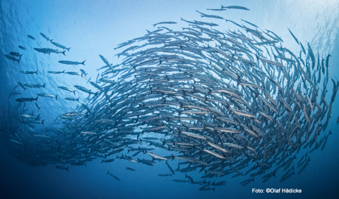 KG_C2862K Faszination Unterwasserfotografie.jpg