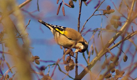 Stefan Sporrer_Specht.jpg Stefan Sporrer_Specht.jpg